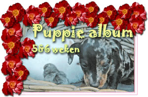 album puppies 5-6 weken